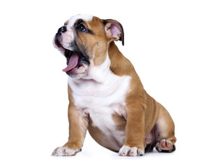 english bulldog puppy