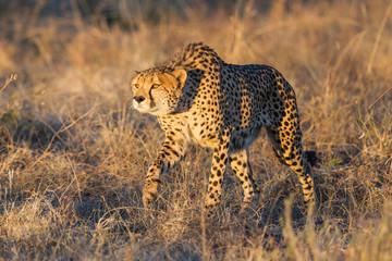 Cheetah hunting