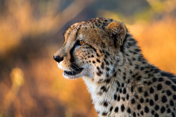 Cheetah hunting