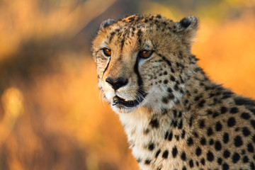 Cheetah hunting