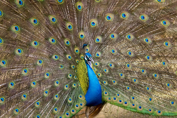Obraz premium Image of a peacock showing its beautiful feathers. wild animals.