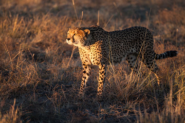 Cheetah hunting