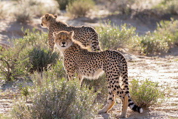 Cheetah hunting