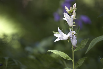 Bell flowers