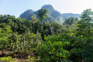 Fototapeta na wymiar mangrove forest landscape at Thapom, Klong Song Nam, Krabi, Thailand