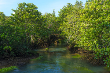 forest and a river landscape at Thapom, Klong Song Nam, Krabi, Thailand