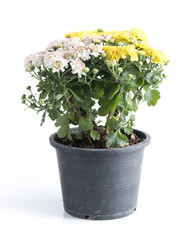 white and yellow flower in pot isolated on white