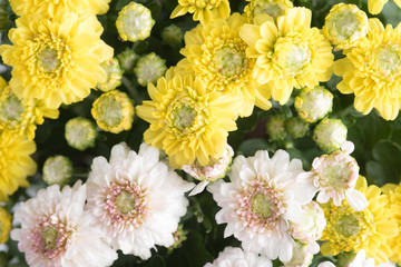 white and yellow flower Close Up for Background