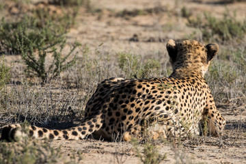 Cheetah hunting