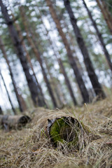The old log is covered with moss and grass