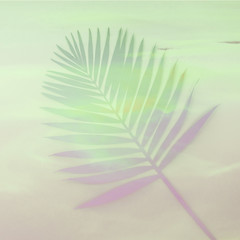 palm leaf on a pink background. minimal and flat lay