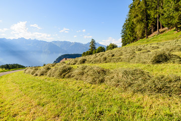 alpine meadow