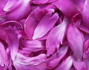 peony petals pile
