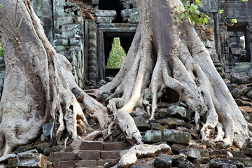 Fototapeta na wymiar Ta Prohm temple, Cambodia. Ancient ruins. Tourist destination
