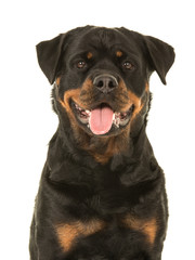 Cute looking female rottweiler portrait facing the camera with her tongue sticking out on a white background