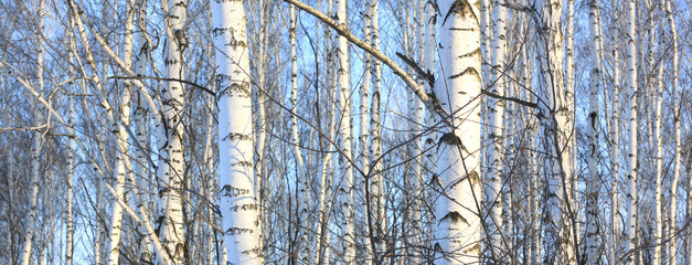 Beautiful landscape with white birches. Birch trees in bright sunshine. Birch grove in autumn. The trunks of birch trees with white bark. Birch trees trunks. Beautiful panorama.