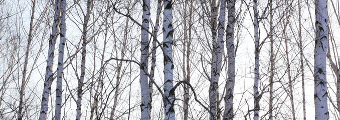 Naklejka premium Beautiful landscape with white birches. Birch trees in bright sunshine. Birch grove in autumn. The trunks of birch trees with white bark. Birch trees trunks. Beautiful panorama.