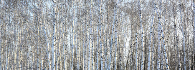 Naklejka premium Beautiful landscape with white birches. Birch trees in bright sunshine. Birch grove in autumn. The trunks of birch trees with white bark. Birch trees trunks. Beautiful panorama.