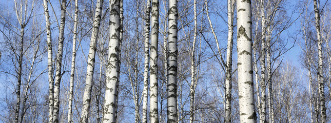 Fototapeta premium Beautiful landscape with white birches. Birch trees in bright sunshine. Birch grove in autumn. The trunks of birch trees with white bark. Birch trees trunks. Beautiful panorama.