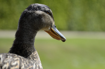 Wild duck female (Anas platyrhynchos) Detail head