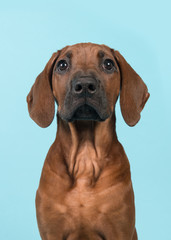 Rhodesian ridgeback puppy portrait looking up isolated on a blue background