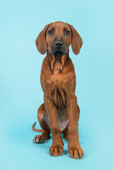 Cute rhodesian ridgeback puppy sitting facing the camera on a blue background