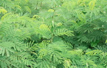 Acacia thorn tree branches and fine green leaves