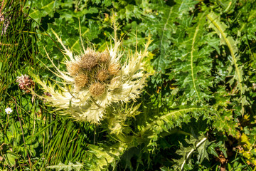 Stachelige Distel auf einer Sommerwiese