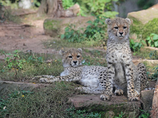 Gepard