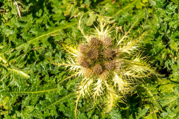 Stachelige Distel auf einer Wiese