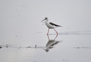 Black winged stilt