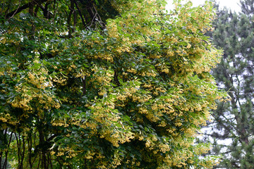 Linden tree blossoms