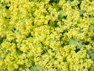 Flower Alchemilla microdata