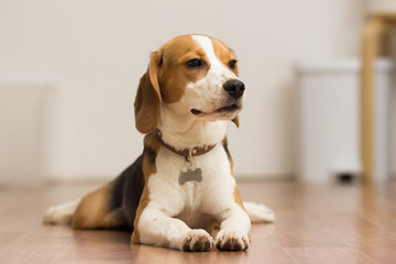 Fototapeta na wymiar Puppy Beagle 7 months lying on the floor
