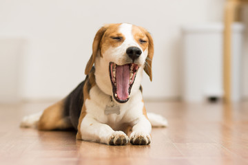 Puppy Beagle 7 months lying on the floor opening the mouth
