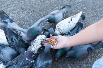 Pigeon eating from woman hand on the park,feeding pigeons in the park at the day time