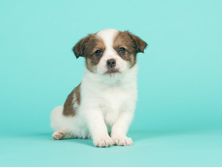 Brown and white jack russel mix puppy sitting facing the camera on a turquoise blue background