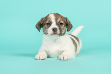 Brown and white jack russel mix puppy lying down facing the camera on a turquoise blue background