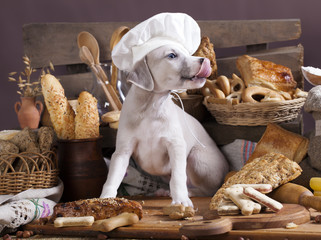 Whippet puppy in the chef's cap licks his face with his tongue