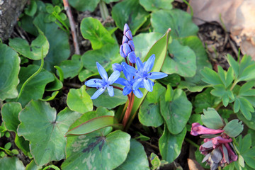 first spring flowres