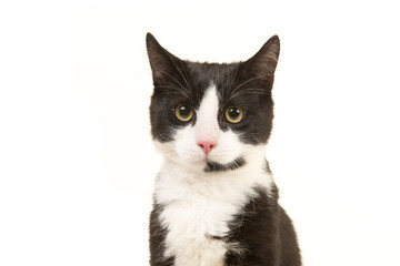 Black and white cat portrait facing the camera isolated on a white background