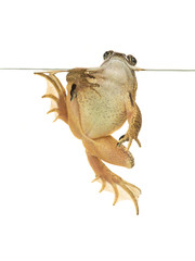 Obraz premium Swimming common brown frog seen from the underside isolated on a white background