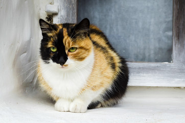 nice cat sitting on street