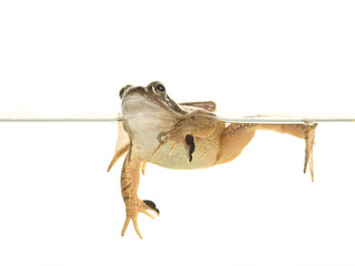 Obraz premium Swimming common brown frog isolated on a white background