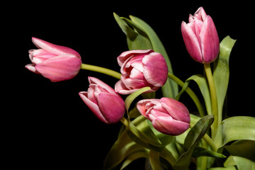 Naklejka premium tulips pink bouquet black background