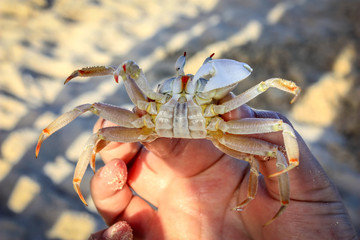 live sea crab on the beach
