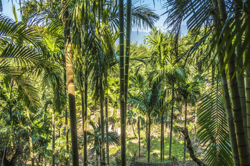 hainan forest