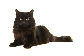 Pretty long haired black cat lying on the floor facing the camera isolated on a white background