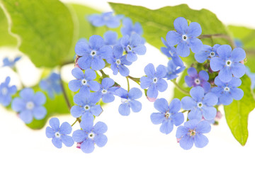 Forget me not flowers with green leaves on a white background