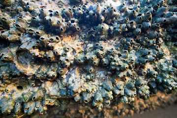 Fossil Shell Beach, ancient shell cemetery, close-up, Krabi, Thailand